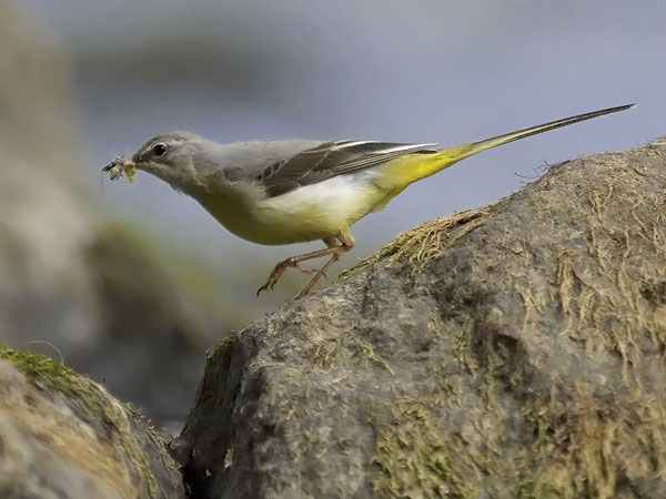 Virtavästäräkki, Grey Wagtail, Motacilla cinerea